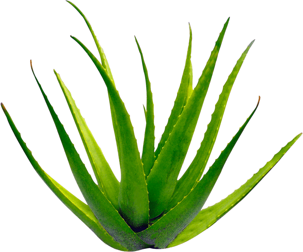 aloe